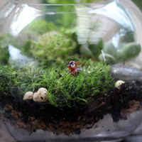 thumb-terrarium