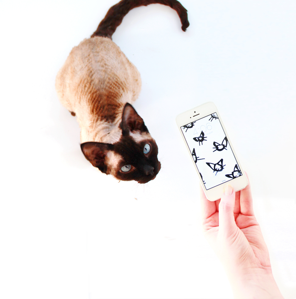 insta-cat-back