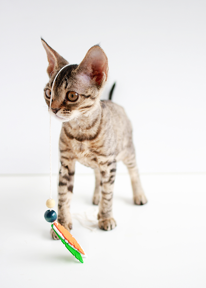 Entertain your feline friends: DIY Feathered Cat Toys | www.highwallsblog.gr.com