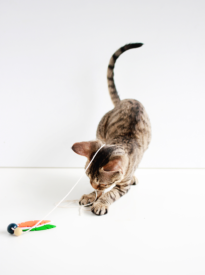Entertain your feline friends: DIY Feathered Cat Toys | www.highwallsblog.gr.com