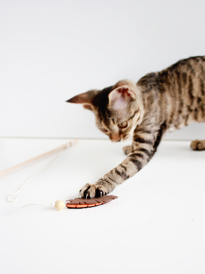 Entertain your feline friends: DIY Feathered Cat Toys | www.highwallsblog.gr.com