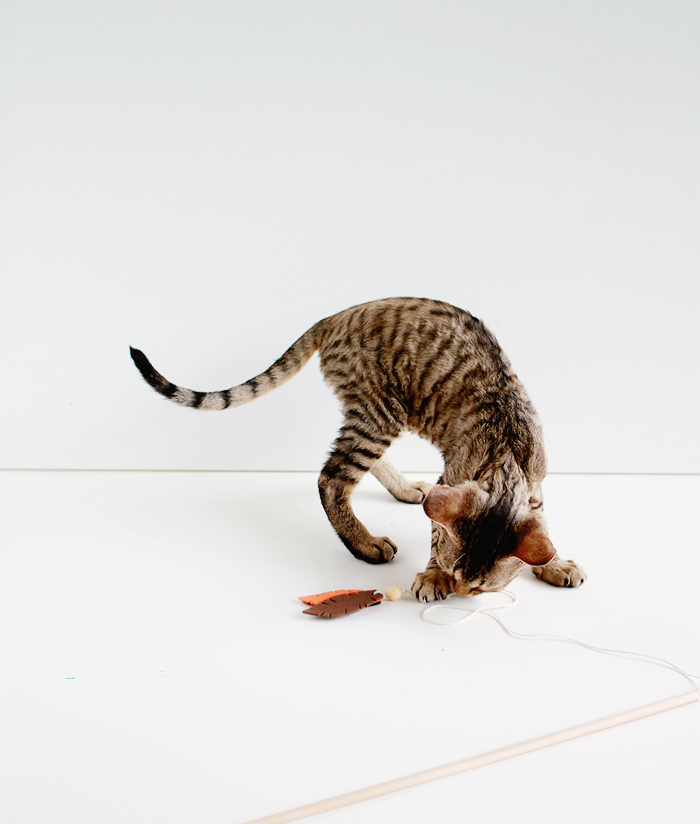 Entertain your feline friends: DIY Feathered Cat Toys | www.highwallsblog.gr.com