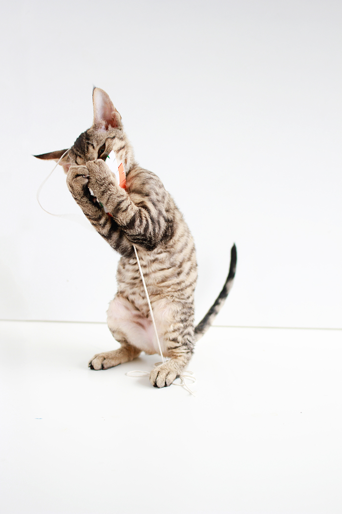 Entertain your feline friends: DIY Feathered Cat Toys | www.highwallsblog.gr.com