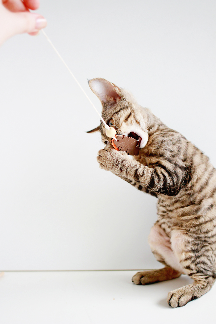 Entertain your feline friends: DIY Feathered Cat Toys | www.highwallsblog.gr.com