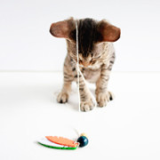 DIY | Feathered Cat Toys